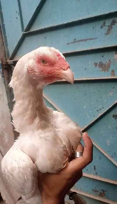 Aseel Heera Murgi Urgent Sale