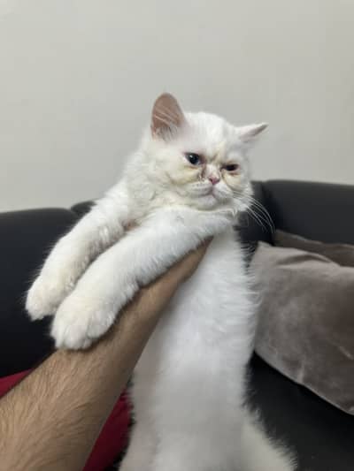 Kitten for sale