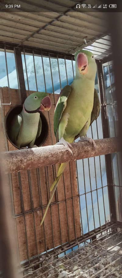 Pair of Pahari parrot with cage and box