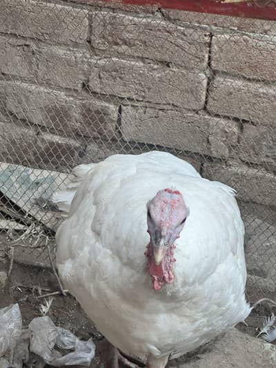 . turkey pair. healthy active for sell. 15k