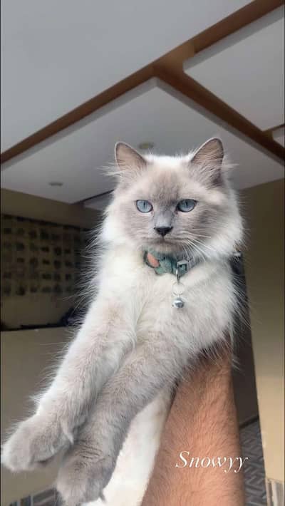 Female Persian Siamese Mix Cat | Blue Eyes | Potty Trained