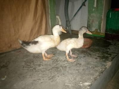 Duck battakh Jordi