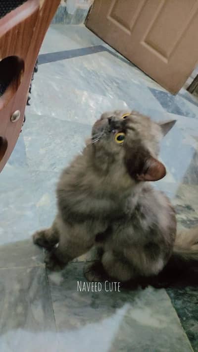 Persian Cat For sale Triple coted