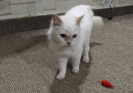 Pure white persian cat