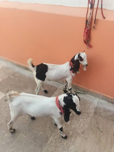Goat For sale/Gulabi bakra/Goat/بکرا/desi bakra/Goat Pair/bakra