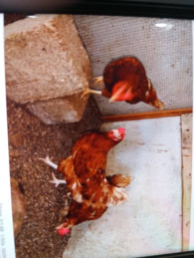 Lohman brown eggs laying hens for sell