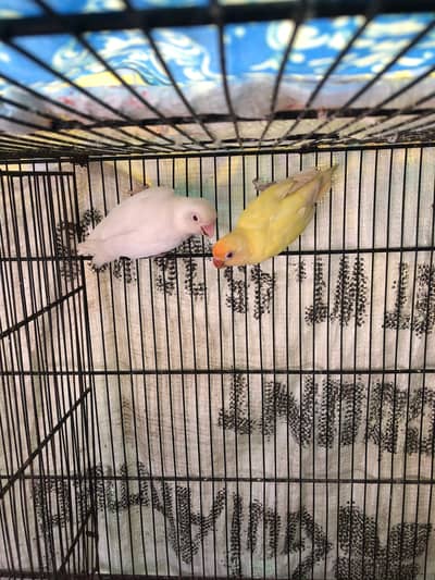 Creamino x albino red eyes