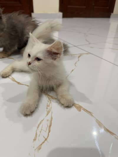Kittens for Sale Grey & White Longhair/Shirazi Price Negotiable