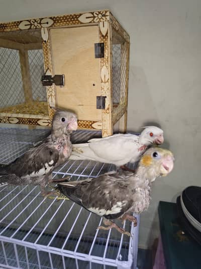cocktail hand tame chicks