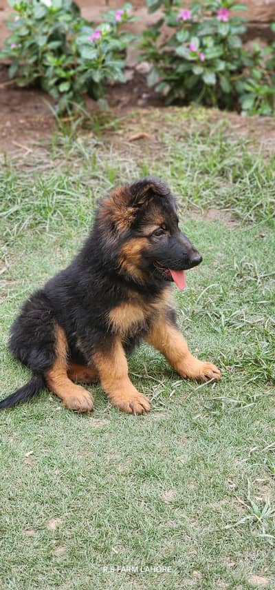 All active healthy deworming vaccine 1 doze complete