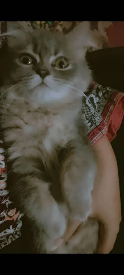 missing cat in commercial market d block