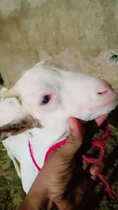 gulabi bacha zero size ma ha phone number 03212825347