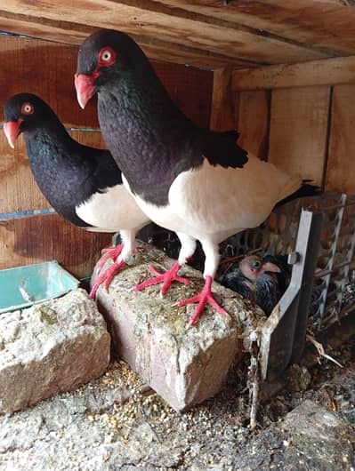 fancy breeder pairs with chicks