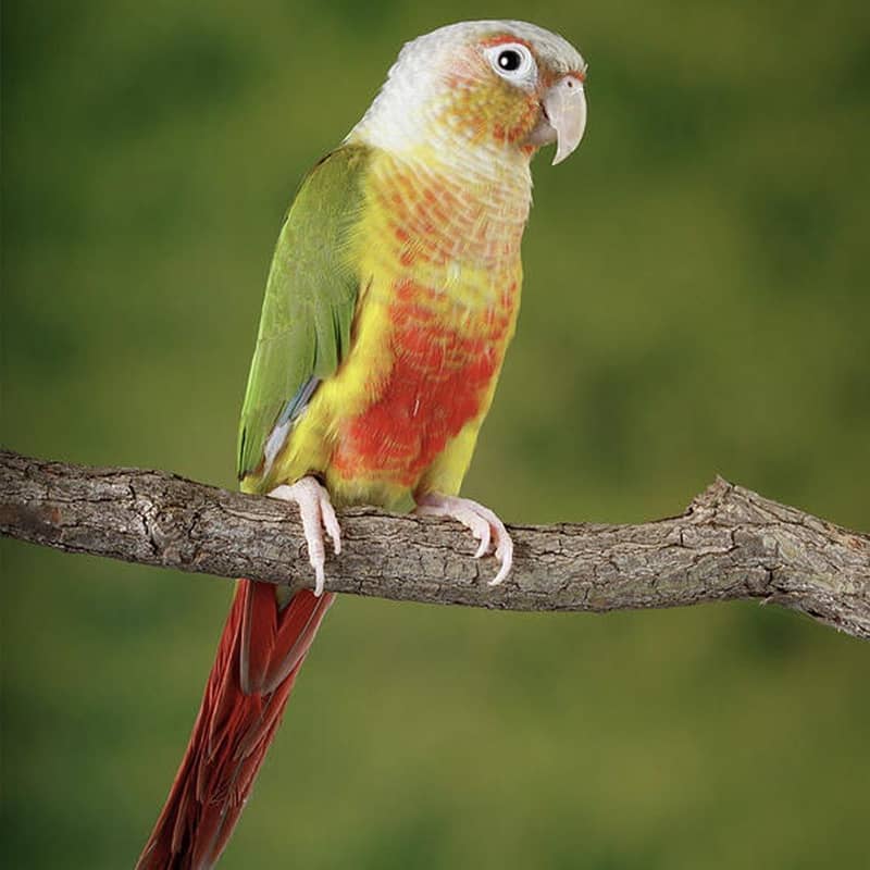 Pineapple conure chick 0