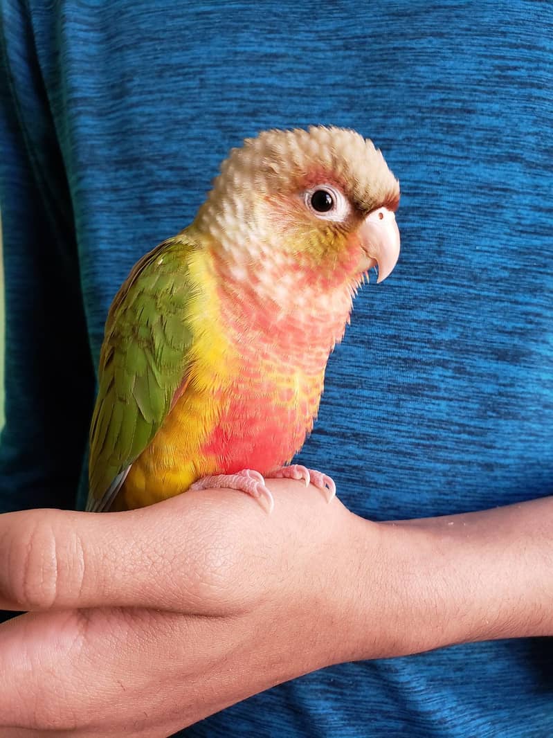 Pineapple conure chick 1