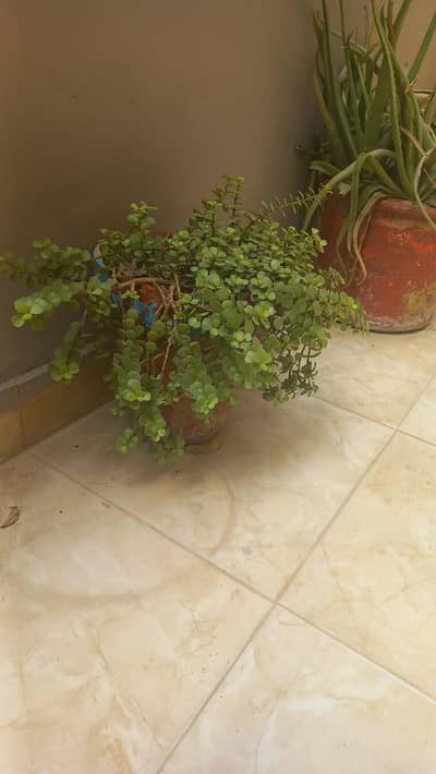 plants sale 3500 only