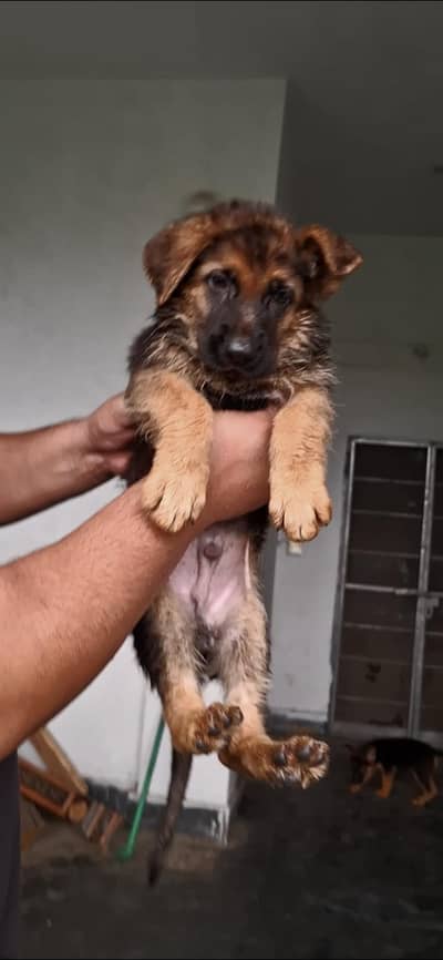 long cort and double cort male puppy for sale