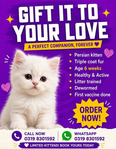 persian cats avaliable of good quality triple coat