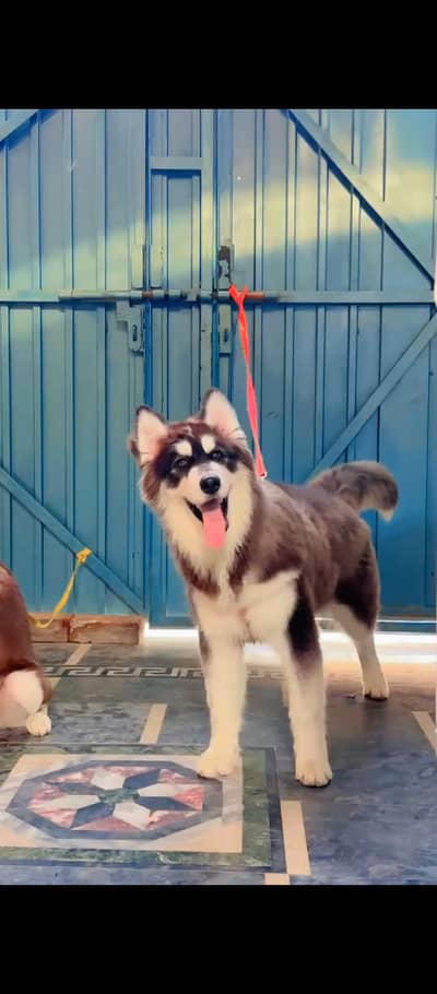 Male Wooly coat female double coat