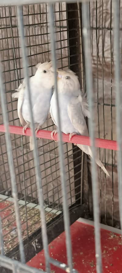 hogroomo double flower bonding pair