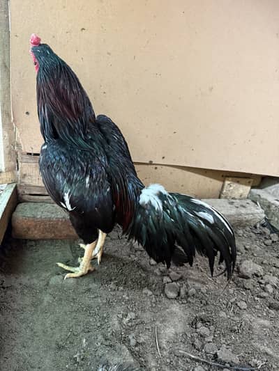 Lasani mushka for sale