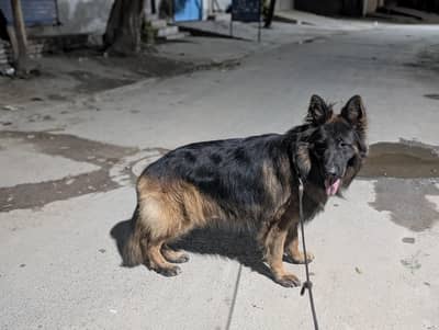 pink pedigree male