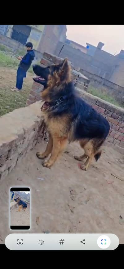 German shepherd