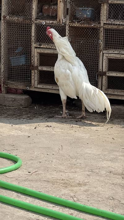 Heera murga for sale.