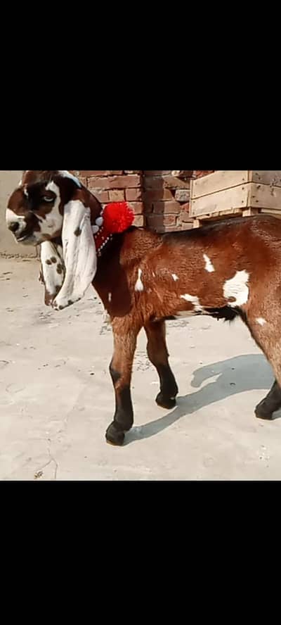 nagraa betal male baby full bareedr quality