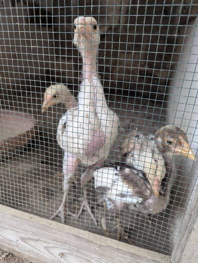 4 Chicks fro sale