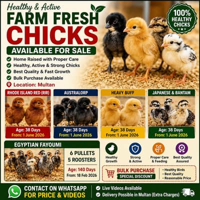 Australorp | RIR | Heavy Buff | Japanese | Bantam | Multan