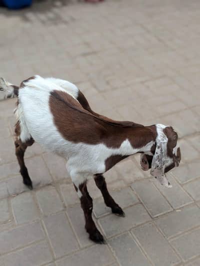 Bakra
