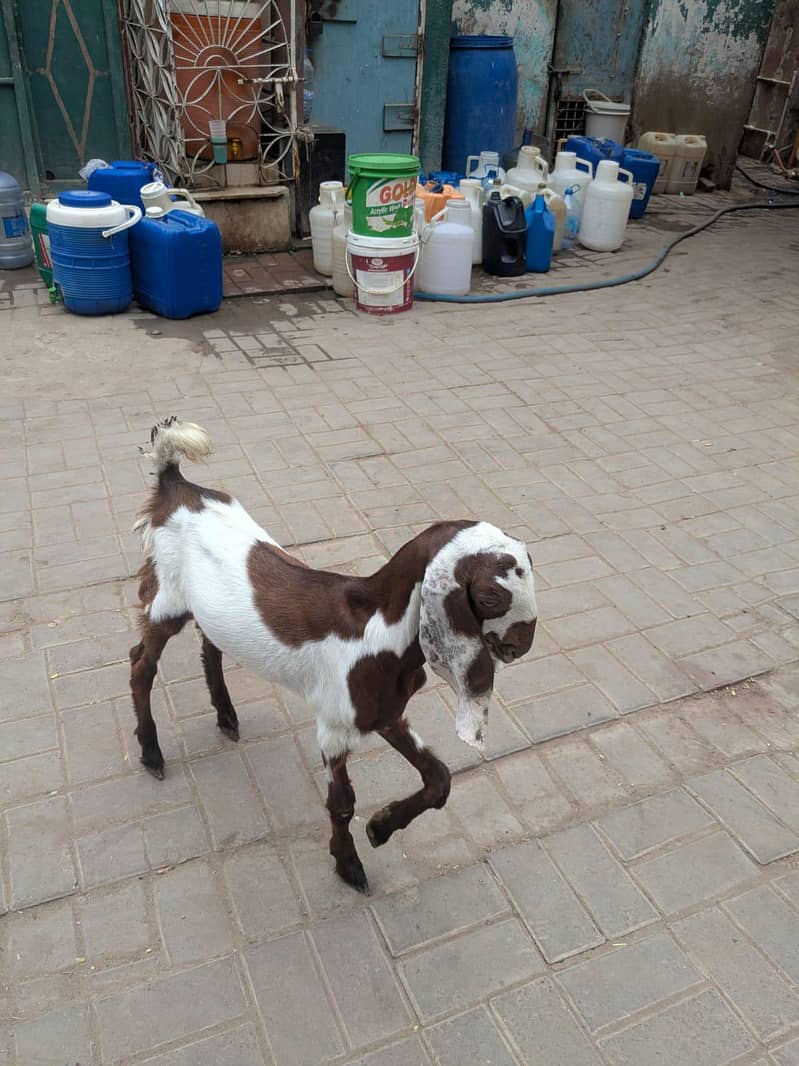Bakra 1