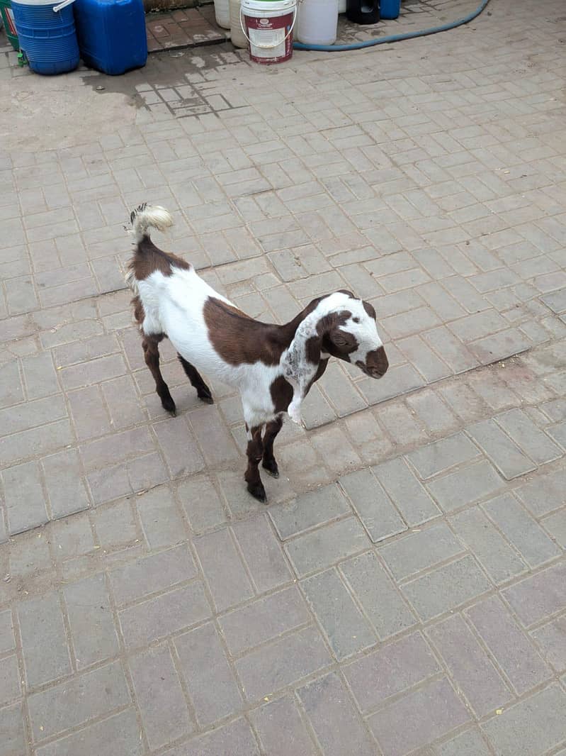 Bakra 2