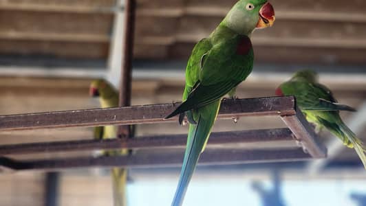 Raw parrot  breeder pair for sale