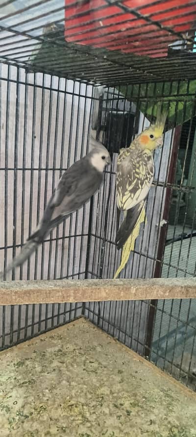 cocktail breeder pair