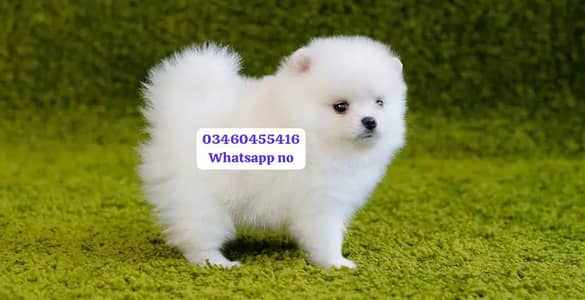 Pomeranian puppies for sale 2 month age