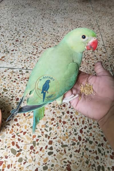 Ringneck self chick