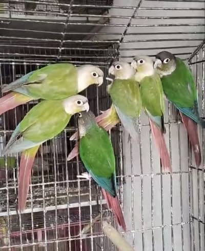 Pineapple Conure RF / Yellow sided Conure RF