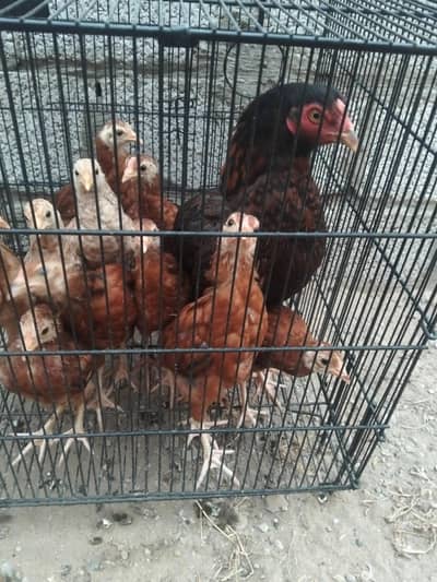 urgent for sale