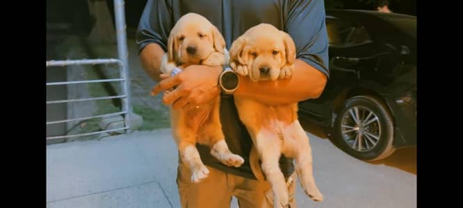 Top quality Labrador pups available