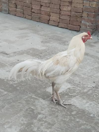 Hera Male for sale argent 03119497086
