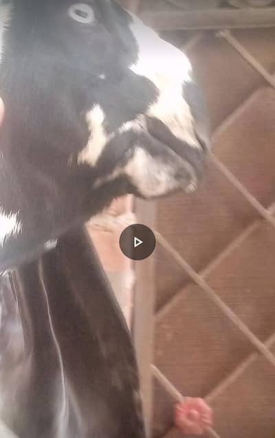 Pure Beetal D Face Breeding Kids for Sale - 50 Inch Bloodline`