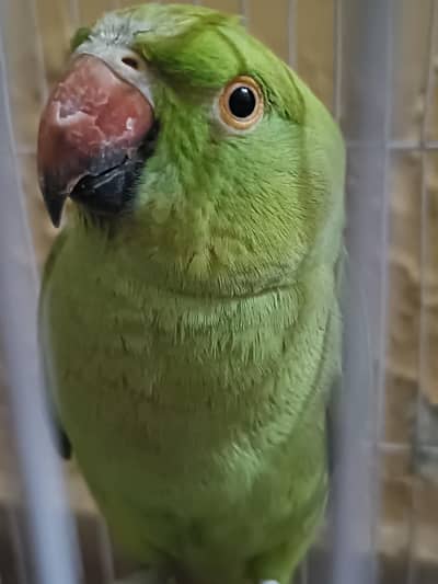 Green female parrot