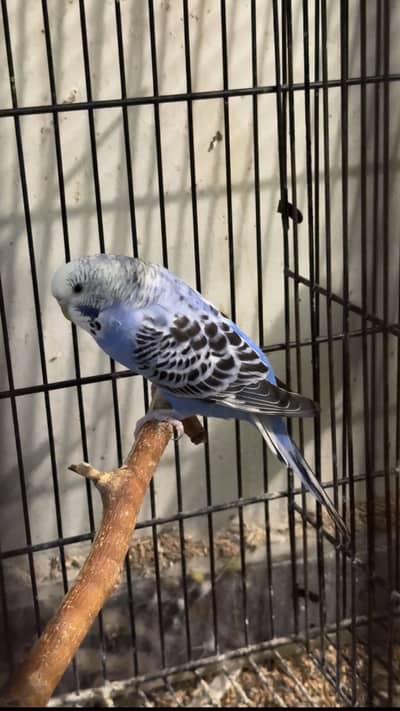 King size huge beautiful necklace quality breeder female