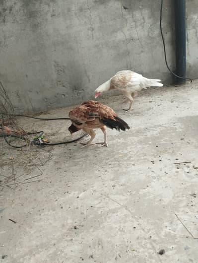 aseel female for sale 2 pec