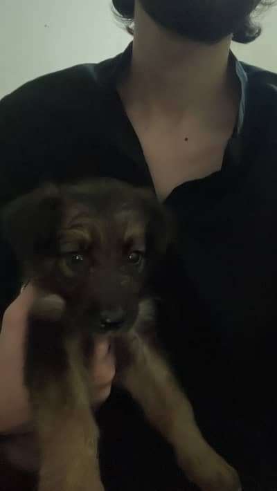 German shepherd puppy
