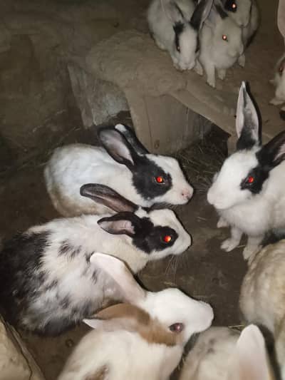 rabbits for sale