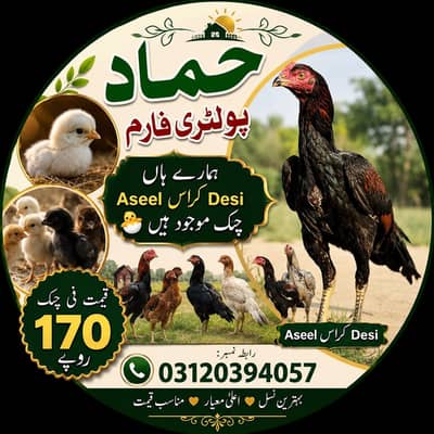 Aseel Dasi chicks
