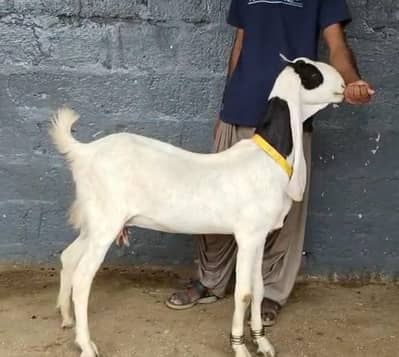 VIP Gulaabi Ablak Bakri
